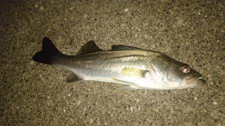 アオイソメ最強伝説