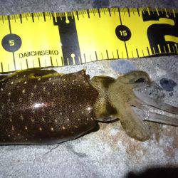 仕事終わり新子調査