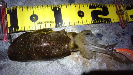 仕事終わり新子調査