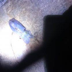 ケンサキイカ狙い