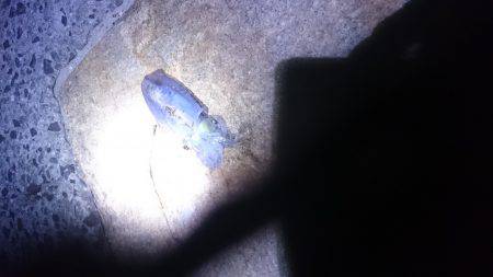 ケンサキイカ狙い