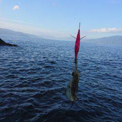 まだまだ小さい