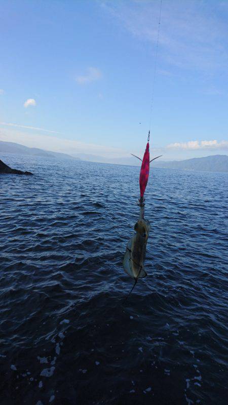 まだまだ小さい