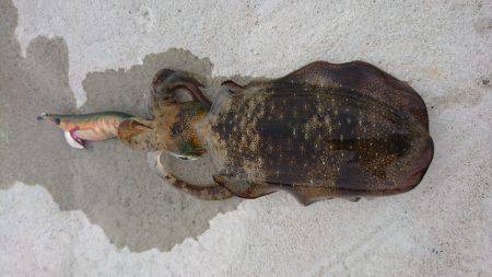 今季初エギング