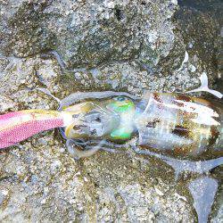 シイラのはずが…