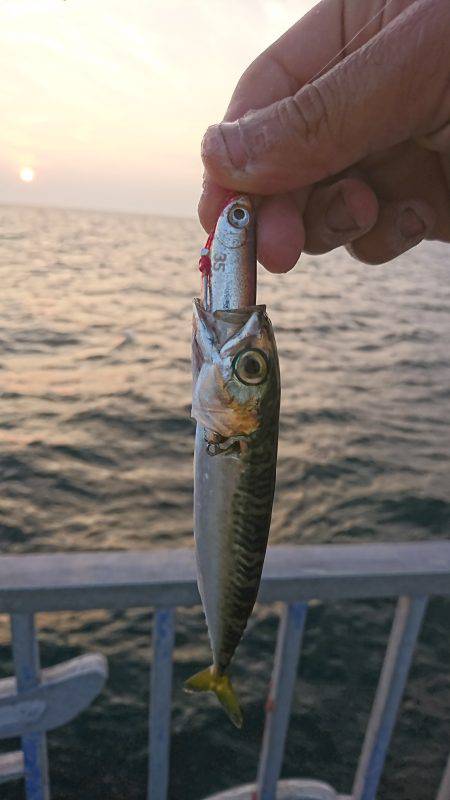 貝塚人工島 サバの回遊