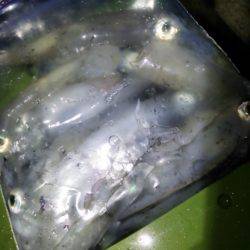 にゅーんとしたりグンっときたり