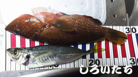 香住飲ませ釣り。