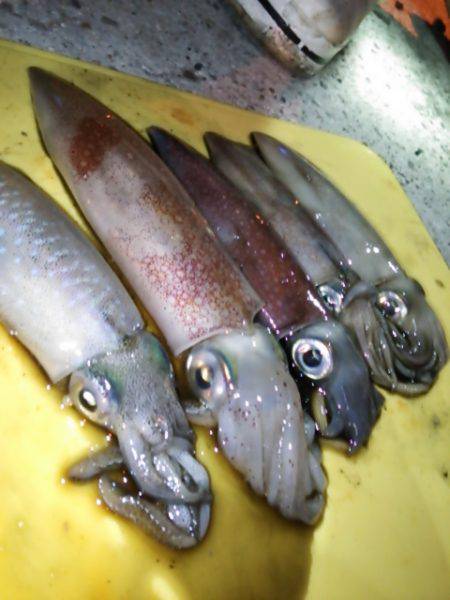 ケンサキ殲滅作戦