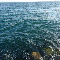 青物を求めて〜!!