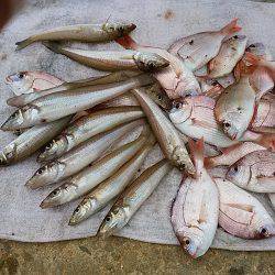 洲本砂場でキス狙い