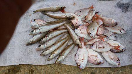 洲本砂場でキス狙い