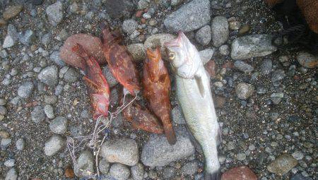 ロックフィッシュ