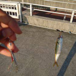 タチウオとアジ