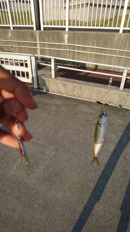 タチウオとアジ