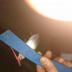 久しぶりのケンサキ