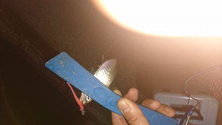 久しぶりのケンサキ