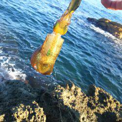 エギング丹後エリアまだまだ小型です