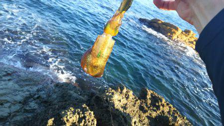 エギング丹後エリアまだまだ小型です