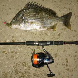 またまたキビレ…