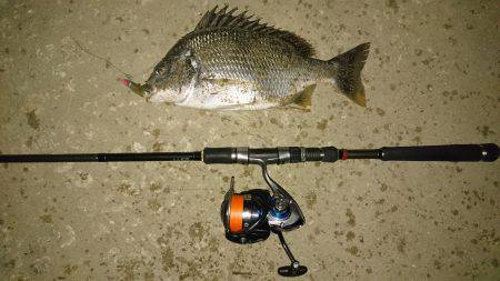 またまたキビレ…