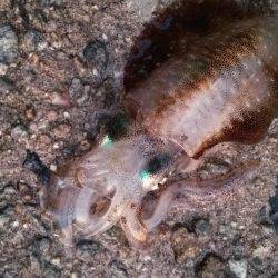 Teamゲッソー調査隊長