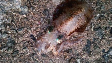 Teamゲッソー調査隊長