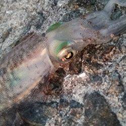 team\’ゲッソー調査部隊