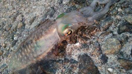 team\’ゲッソー調査部隊