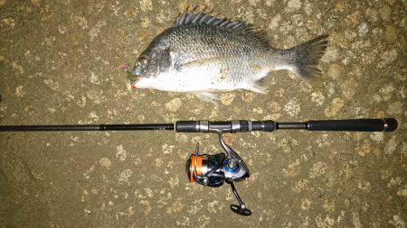 シーバス狙いが…