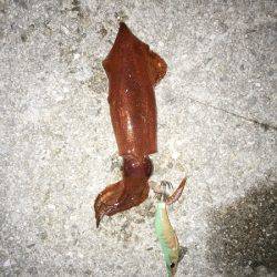 ケンサキ&アオリの新子