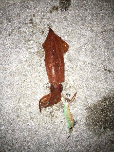 ケンサキ&アオリの新子