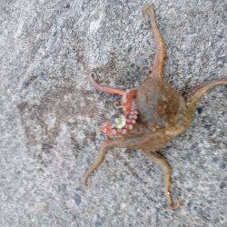 遠くのタコは重いぞ