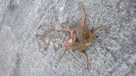 遠くのタコは重いぞ