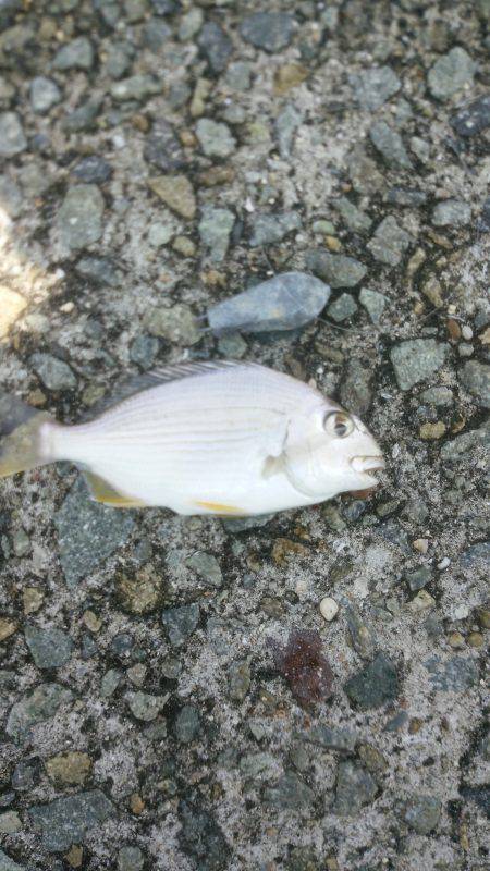 連日とはいかず…