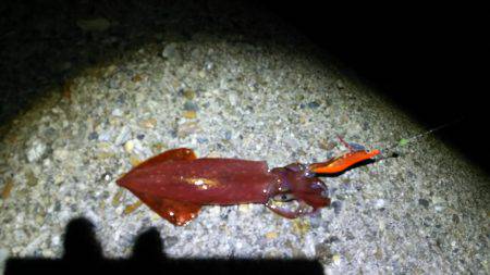 マンデーエギング