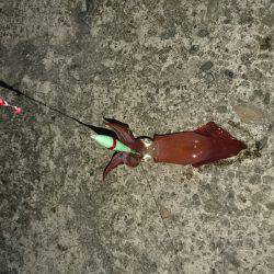 ケンサキリベンジ