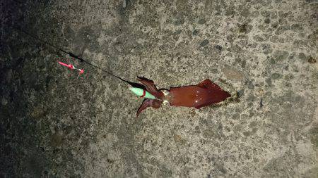 ケンサキリベンジ