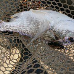 淀川キビレトップウォーター