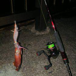 ケンサキイカ☆