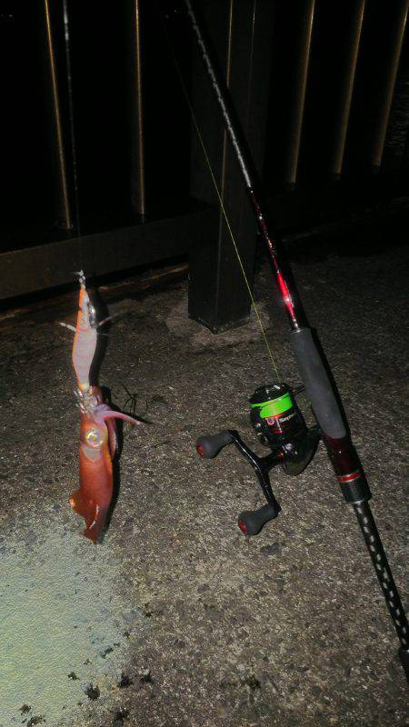 ケンサキイカ☆