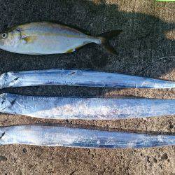 タチウオ青物狙い