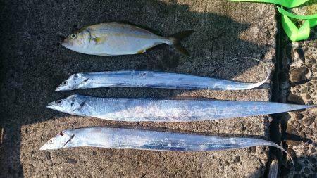 タチウオ青物狙い