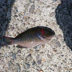 岩屋一文字 ふかせ釣り