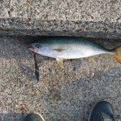 ツバスルアー釣り