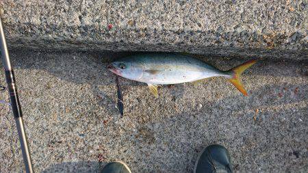 ツバスルアー釣り