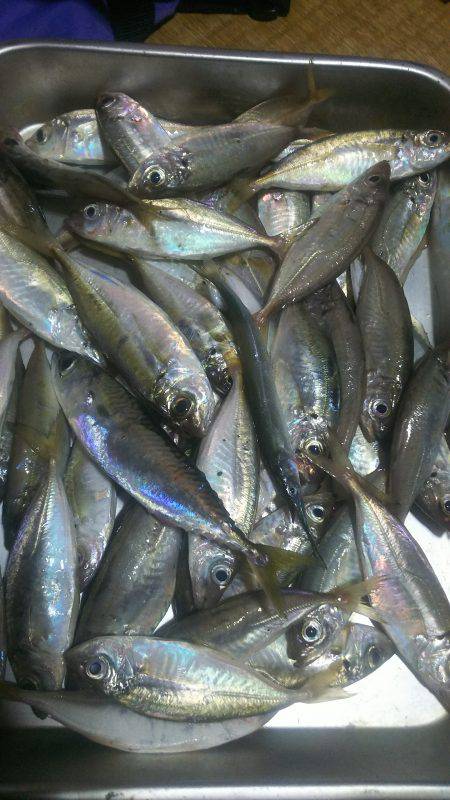 アジサビキ釣り