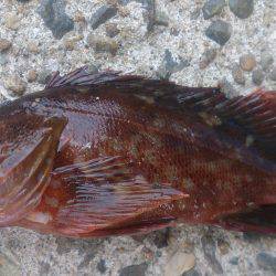 最後にラッシュ