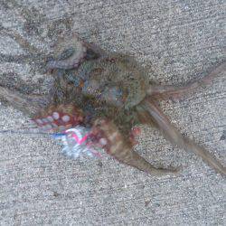 またマッチョなやつに