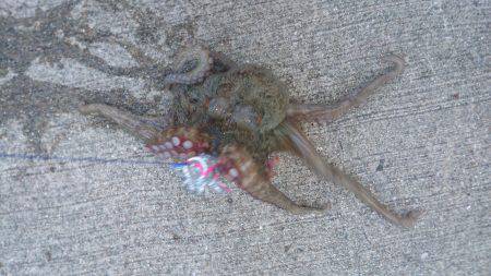 またマッチョなやつに